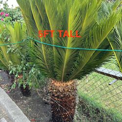 Plantas de palmera sago de 5 pies de altura-EN VIVO