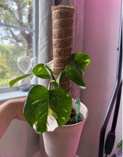 White-Wizard Philodendron