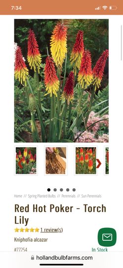 Red Hot Pokers 