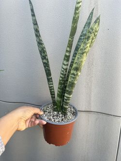Snake Plants, San Siberia 