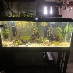 55 Gallon Tank And Stand