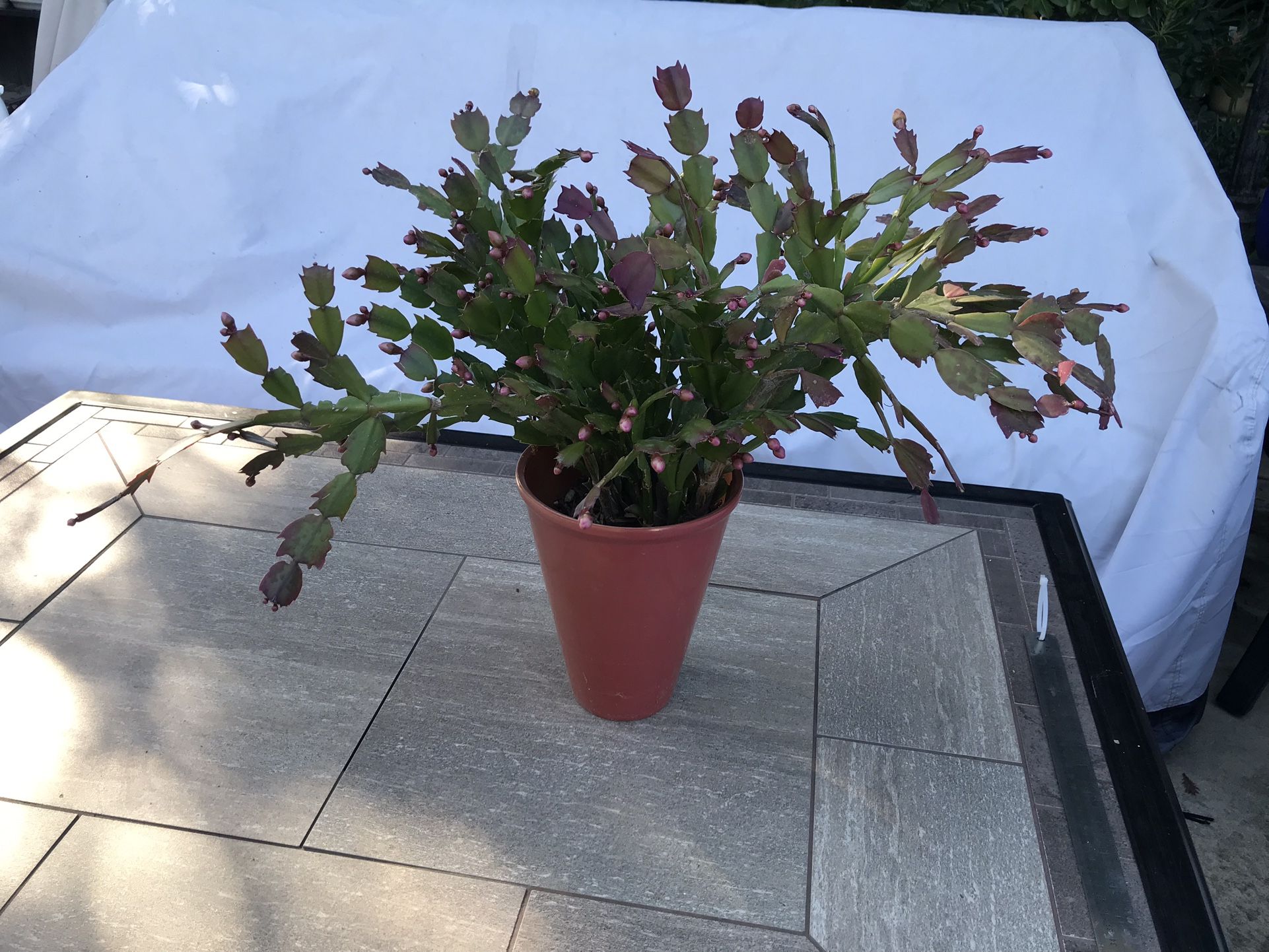 A pot of cute Thanksgiving cactus ready to bloom