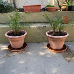 Palm Trees In Pots