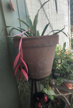 Plant