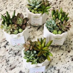 Real SUCCULENT variety Flower Plant Home Office Decor Teacher Gift 