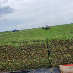 Grass Sod Sacate 