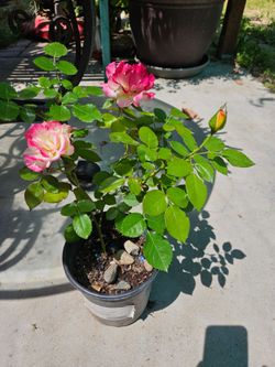 Rose little bush .