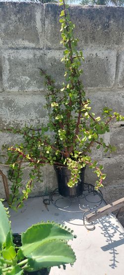 Elephant Bush plant
