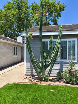 Free cactus