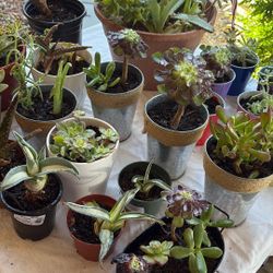Lots Of Succulents 