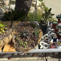 Hanging Basket With Succulents, $15