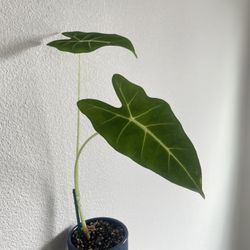 Alocasia Frydek In Ceramic Pot 