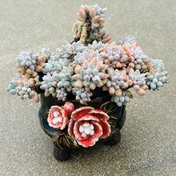 Succulents plants （Pachyphytum rzedowskii García, Pérez-Calix & Meyran）