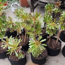 Aeonium Plants(House Leeks)
