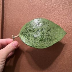 Hoya PATCHARAWALAI 023 - (aka Icensis, Silver) 