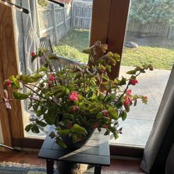 BEGONIAS 