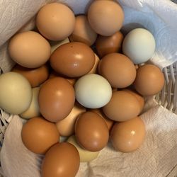 Daily Fresh Eggs