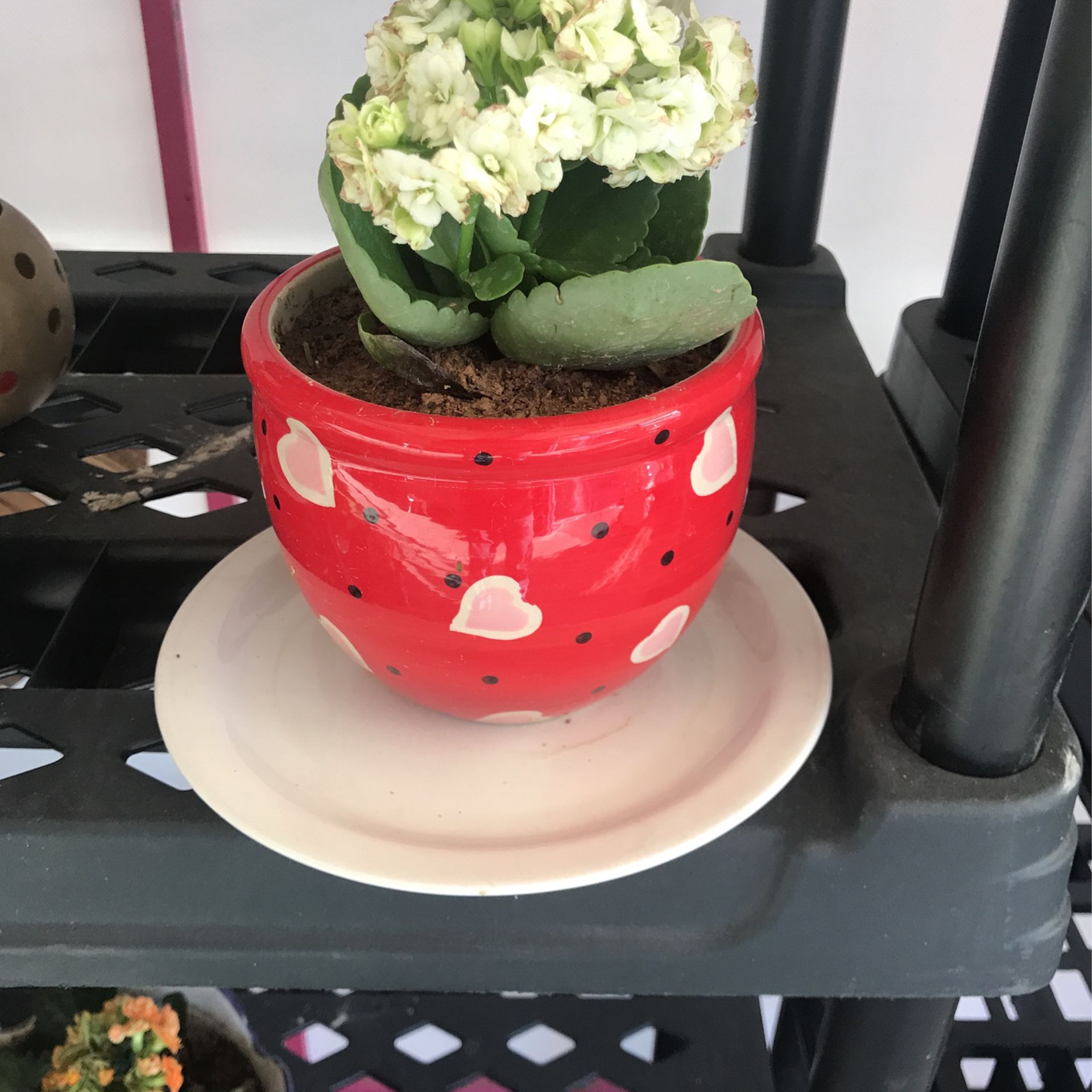 Flower, Hart Pot 