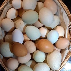 Fresh 🐓🥚🥚 Eggs