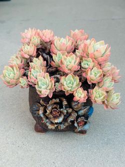 Succulents plants 🪴(Echeveria 'Silk Veil')