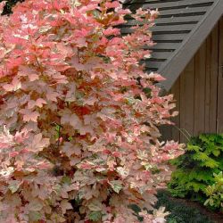 Eskimo Sunset Sycamore Maple Trees 