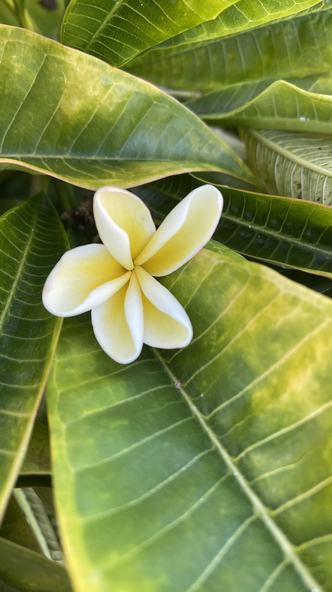 Plumeria Branch