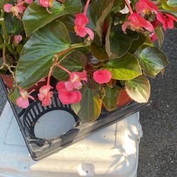 Pink Begonias