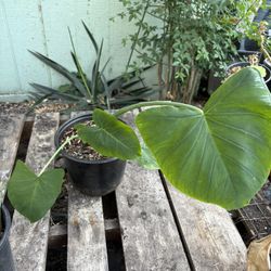 Elephant Ear Plant 
