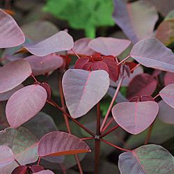 Caribbean copper plant seedling