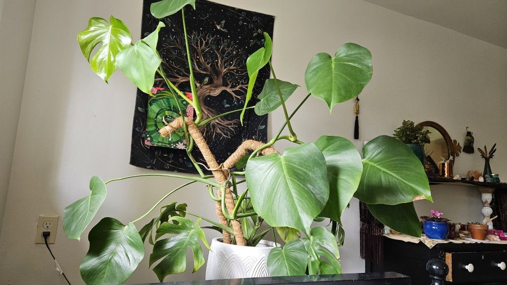 Big Beautiful Monstera in Ceramic Pot w/ 2 Moss Poles