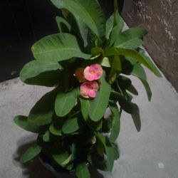 Plantas