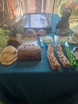 Terrarium Tank Fish Lizard Snake even Hermit Crab
