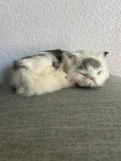 Medium Cat Sleeping 