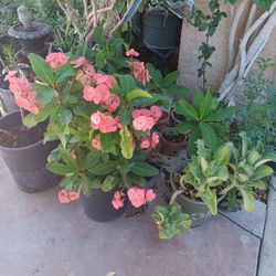 Masetas De Corona De Cristo Flor Grandr 