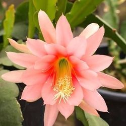 Pink Orchid Cactus  Plant 🪴 