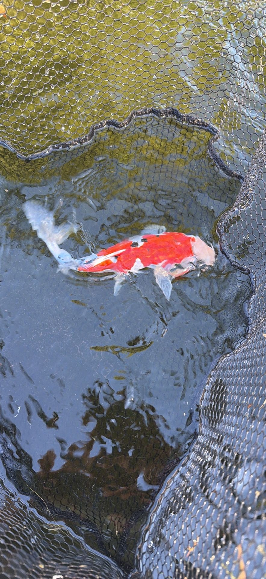 Koi Decor