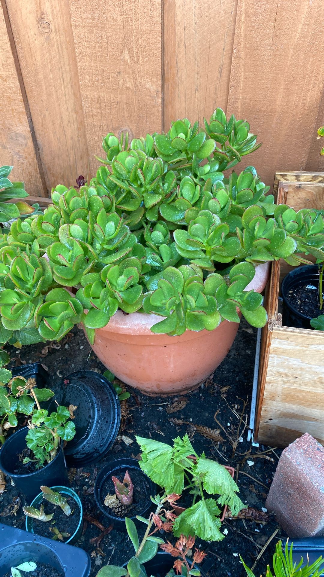 Big Green Healthy Plant Pick Up Only