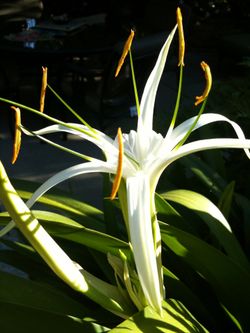 Exotic, tropical, rare and common plants