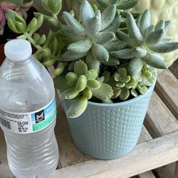 Mix Succulents Plants