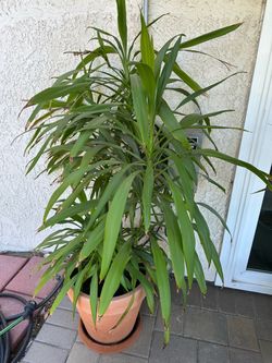 Dracanea Anita Plant