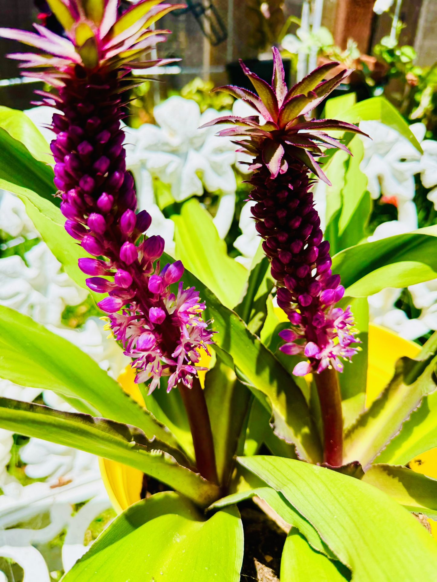 RARE PINEAPPLE LILY PLANT IN BLOOM 