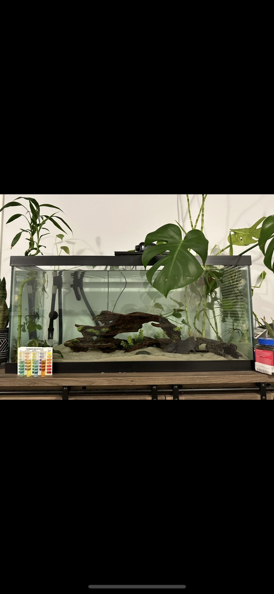 Axolotl