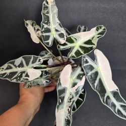 Alocasia Pink BAMBINO mama Plant