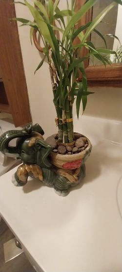 Bamboo Elephant Plant 