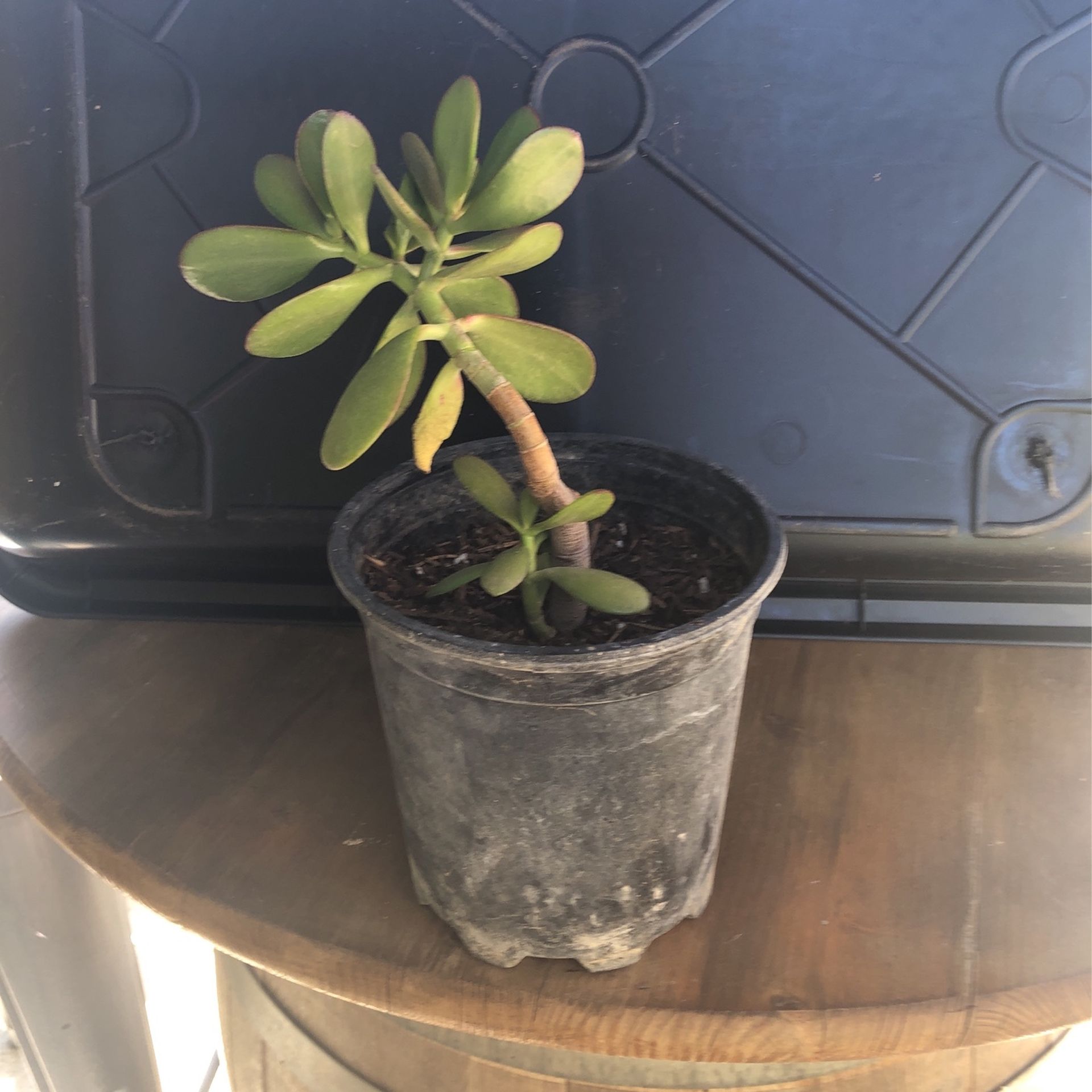 Large Succulent plant In One gallon Pot