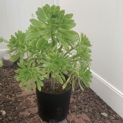 Thriving Succulent plant