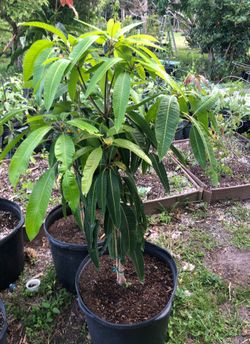 Mango tree