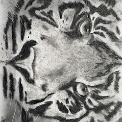 Tiger Drawing in Charcoal