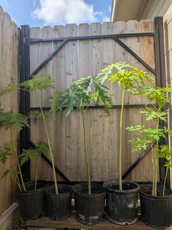 Papaya Plants