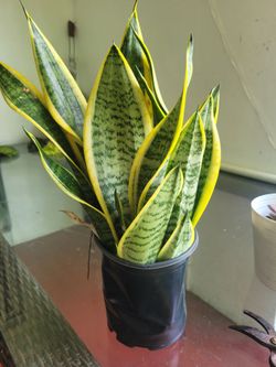 $5 plant natural